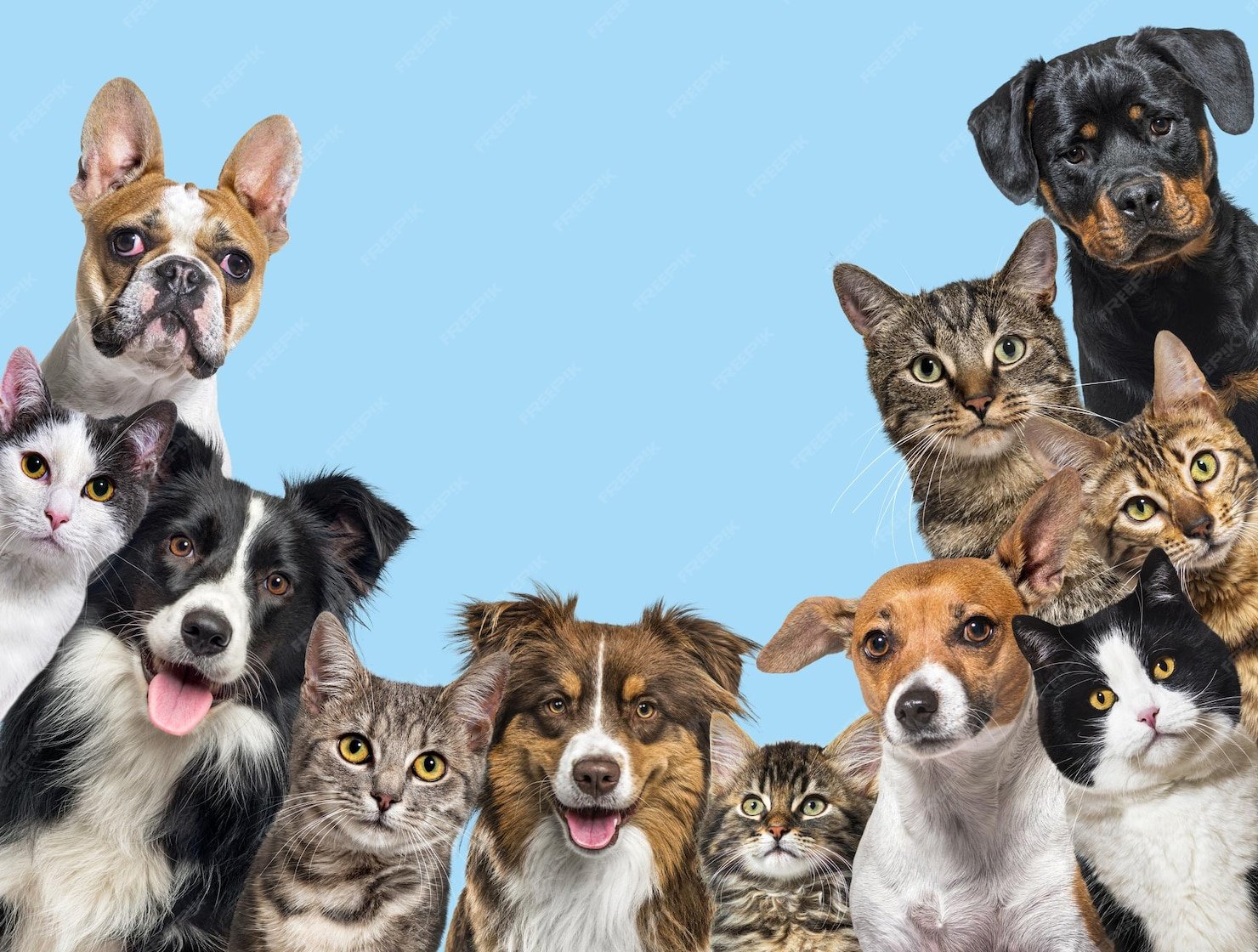 ArePets – Your Pet Care Guide